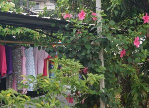 Hibiscus and Saturday morning laundry