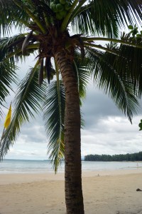 Coconuts hidden under massive fronds