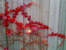 A trail of delicate leaves
