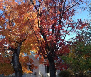 Autumn foliage against a blue metal roof